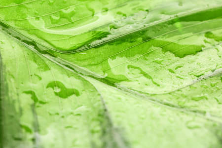 Texture of green leaf with water drops, closeupの写真素材