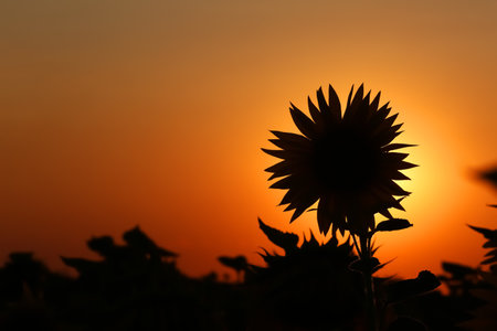 Silhouette of sunflower in field at sunsetの写真素材