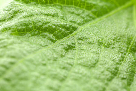 Texture of fresh green leaf, closeupの写真素材