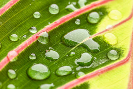 Texture of green leaf with water drops, closeup
