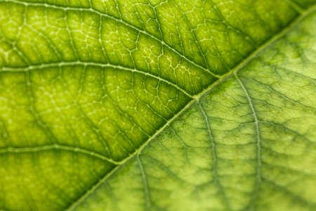 Texture of fresh green leaf, closeupの写真素材