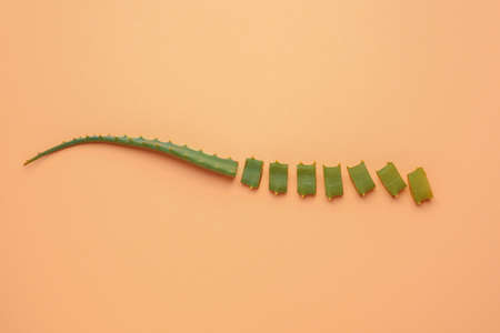 Fresh aloe leaf on color backgroundの写真素材