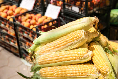 Fresh corn cobs on counter at marketの写真素材