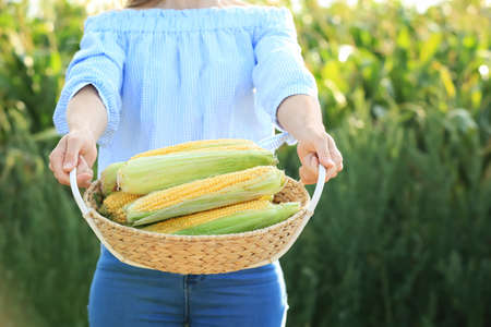 Woman with basket of corn cobs in field