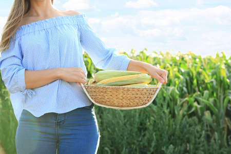 Woman with basket of corn cobs in fieldの写真素材
