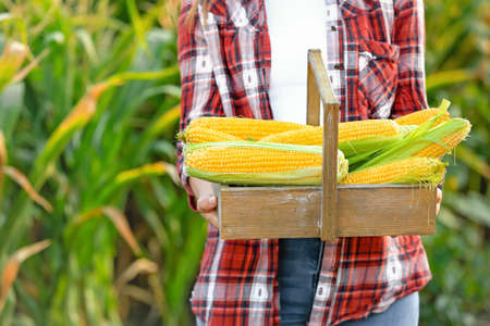 Woman with basket of fresh corn cobs in field, closeupの写真素材