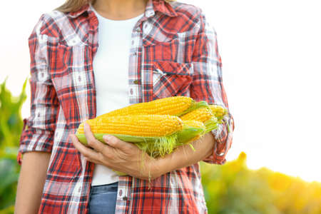 Woman with fresh corn cobs in field, closeup