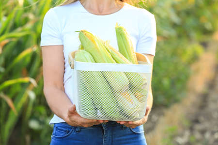 Woman with basket of fresh corn cobs in fieldの写真素材