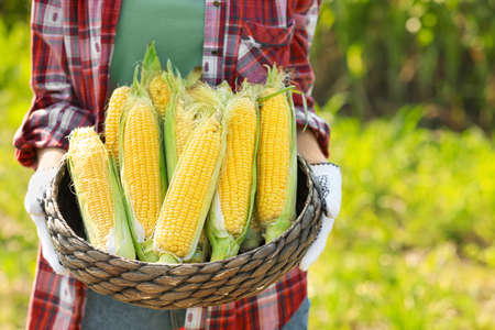 Female farmer with ripe corn cobs in fieldの写真素材