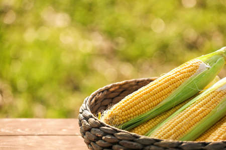 Basket with fresh corn cobs on table outdoorsの写真素材