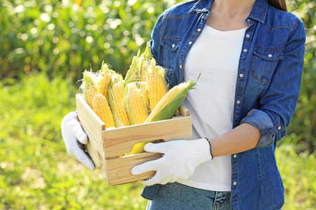 Female farmer with ripe corn cobs in field