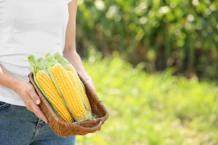 Female farmer with ripe corn cobs in field