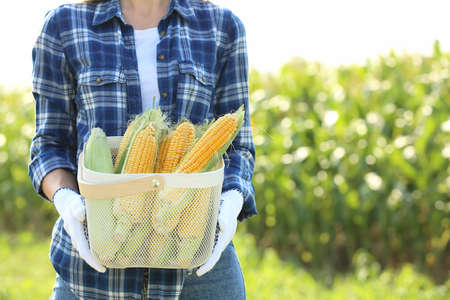 Female farmer with ripe corn cobs in fieldの写真素材
