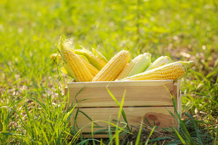 Wooden box with fresh corn cobs in fieldの写真素材