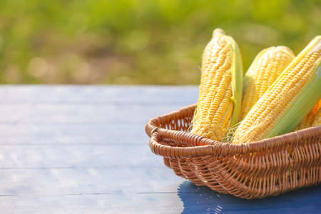 Basket with fresh corn cobs on table outdoors