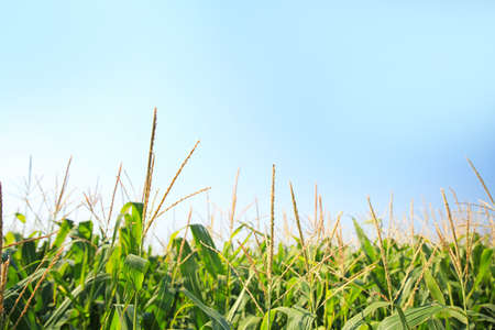 View of corn field on summer day