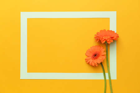Paper frame and beautiful gerbera flowers on color backgroundの写真素材