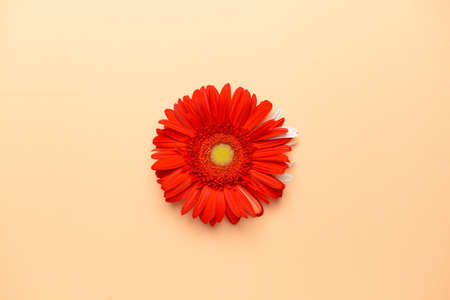 Beautiful gerbera flower on color backgroundの写真素材
