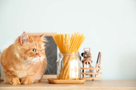 Cute persian cat on kitchen tableの写真素材