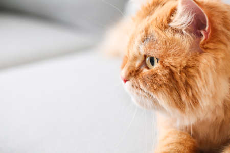 Cute Persian cat at home, closeupの写真素材