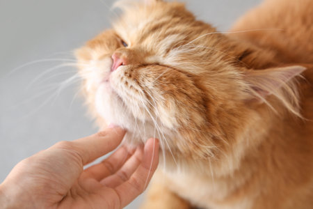 Owner stroking cute cat at homeの写真素材