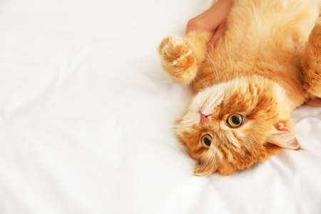 Owner playing with cute cat at homeの写真素材