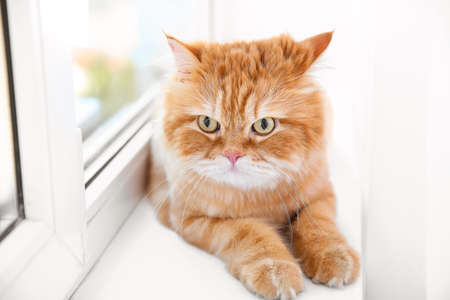 Cute Persian cat lying on window sill at homeの写真素材