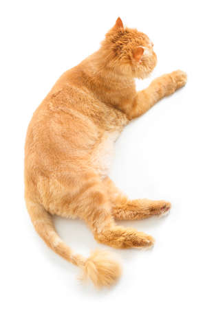 Cute red Persian cat on white backgroundの写真素材