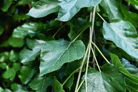 Closeup view of green leaves