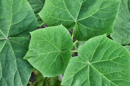 Closeup view of green leavesの写真素材