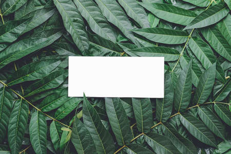 Empty card with green leavesの写真素材