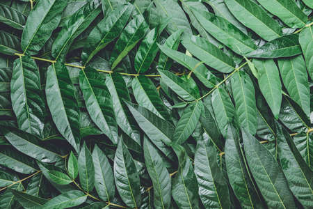 Many green leaves as background