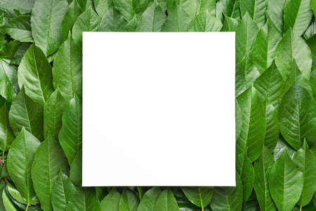 Empty card with green leavesの写真素材