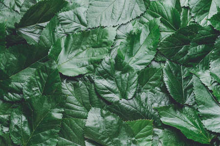 Many green leaves as background