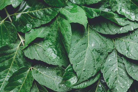 Many green leaves as backgroundの写真素材