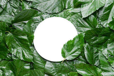 Empty card with green leavesの写真素材