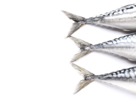 Raw mackerel fish on white backgroundの写真素材