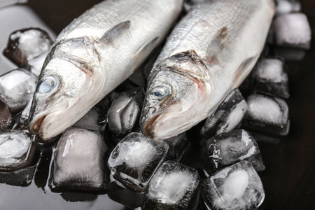 Fresh seabass fish and ice cubes on dark background