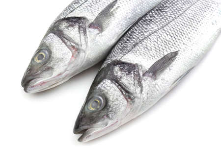 Fresh seabass fish on white backgroundの写真素材