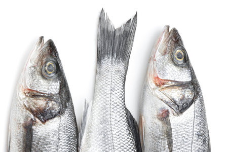 Fresh seabass fish on white backgroundの写真素材