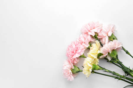Beautiful carnation flowers on white backgroundの写真素材