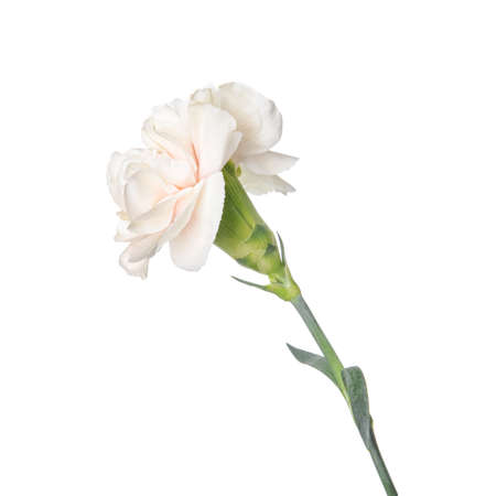 Beautiful carnation flower on white backgroundの写真素材