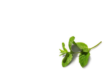 Fresh green mint on white background