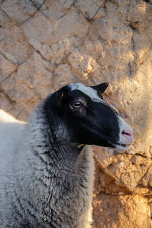 Cute funny sheep on farmの写真素材