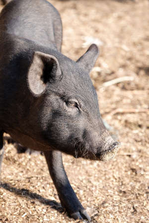 Cute funny pig on farm