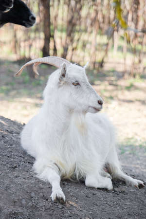 Cute funny goat on farmの写真素材