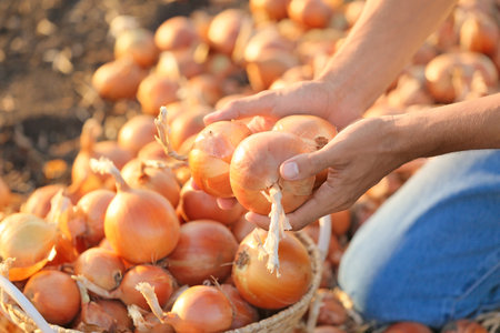 Male farmer with gathered onions in field, closeupの写真素材