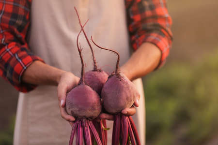 Male farmer with harvest of beetroots in field, closeupの写真素材