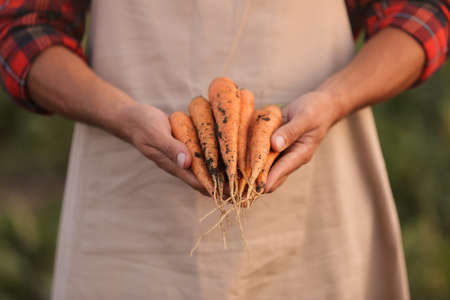 Male farmer with harvest of carrots in field, closeup