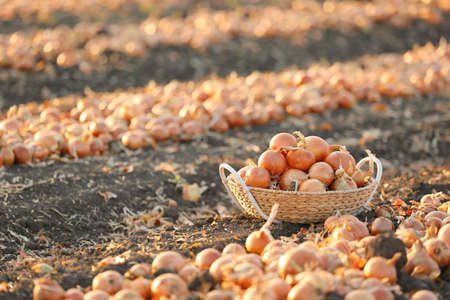 Basket with onions in fieldの写真素材